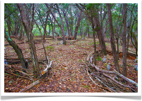 Oak Hill Texas Landscaping